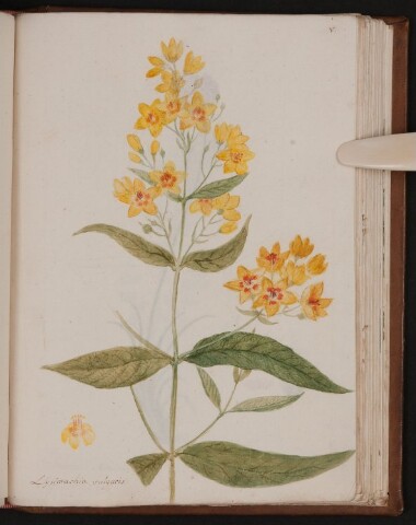 Anteprima dell'oggetto