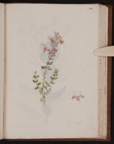 Anteprima dell'oggetto