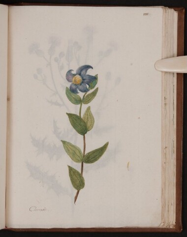 Anteprima dell'oggetto