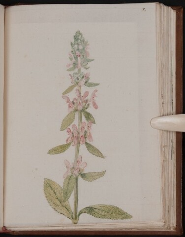 Anteprima dell'oggetto