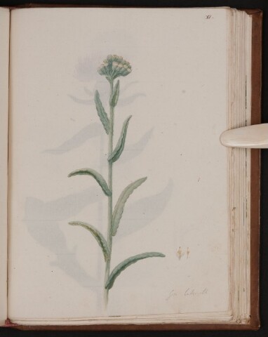 Anteprima dell'oggetto