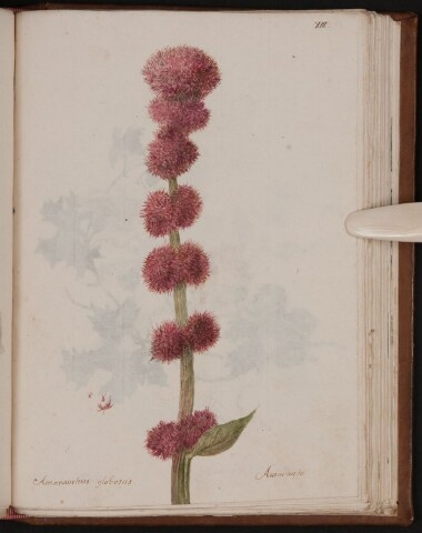 Anteprima dell'oggetto