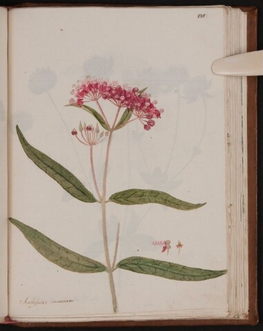 Anteprima dell'oggetto