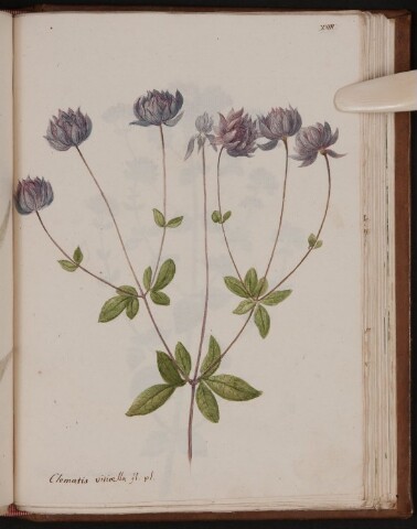 Anteprima dell'oggetto