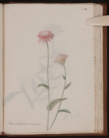 Anteprima dell'oggetto