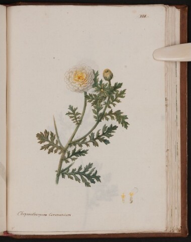 Anteprima dell'oggetto