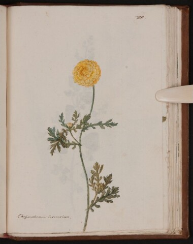 Anteprima dell'oggetto