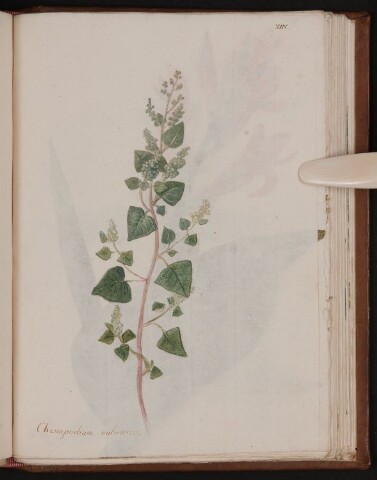 Anteprima dell'oggetto