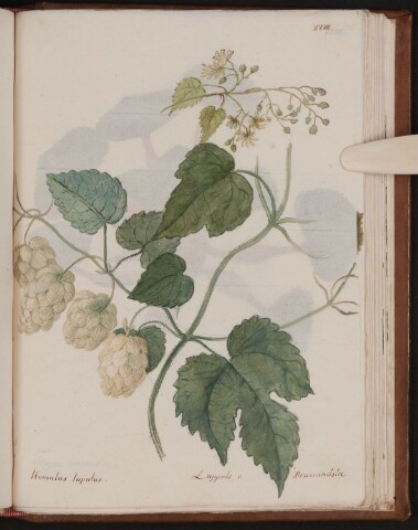 Anteprima dell'oggetto