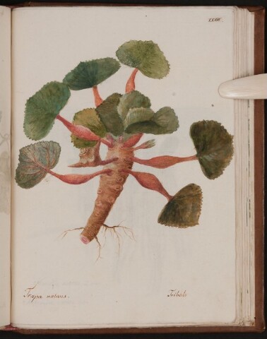 Anteprima dell'oggetto