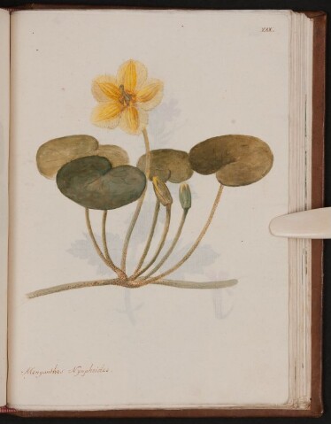 Anteprima dell'oggetto