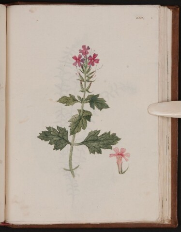 Anteprima dell'oggetto