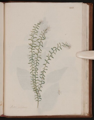 Anteprima dell'oggetto