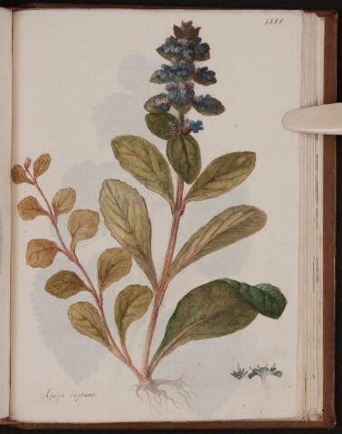 Anteprima dell'oggetto