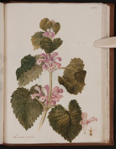 Anteprima dell'oggetto