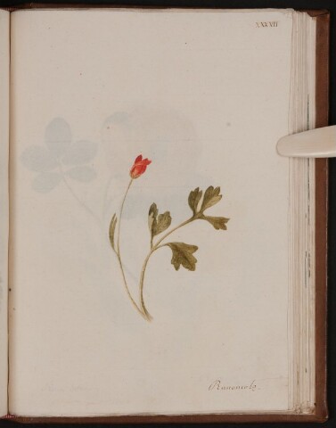 Anteprima dell'oggetto