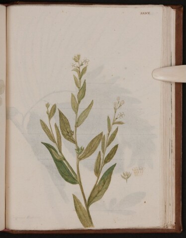 Anteprima dell'oggetto