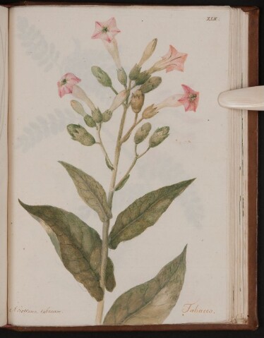 Anteprima dell'oggetto