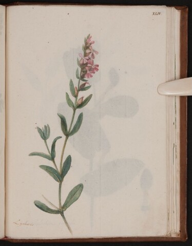 Anteprima dell'oggetto