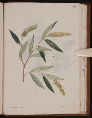 Anteprima dell'oggetto