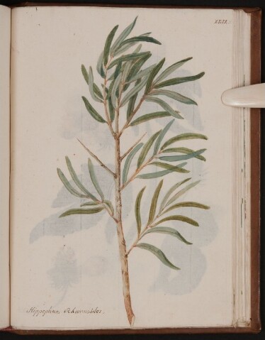 Anteprima dell'oggetto