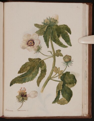 Anteprima dell'oggetto