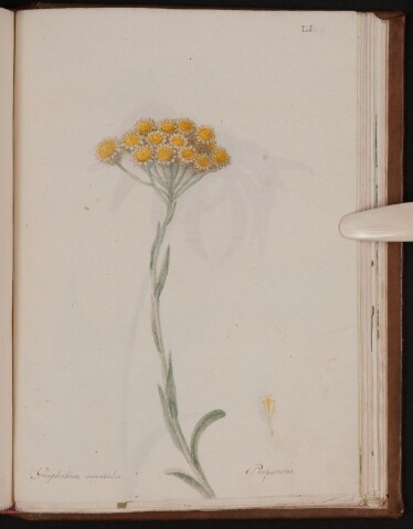 Anteprima dell'oggetto