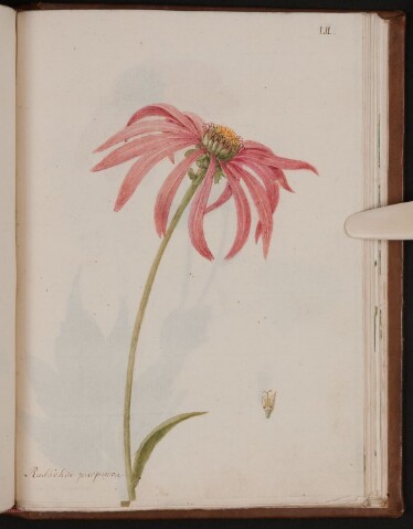 Anteprima dell'oggetto