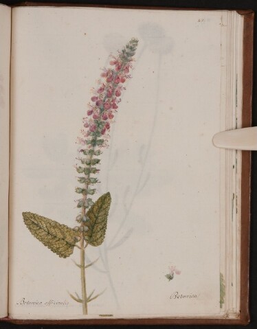 Anteprima dell'oggetto