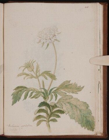 Anteprima dell'oggetto