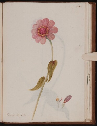 Anteprima dell'oggetto