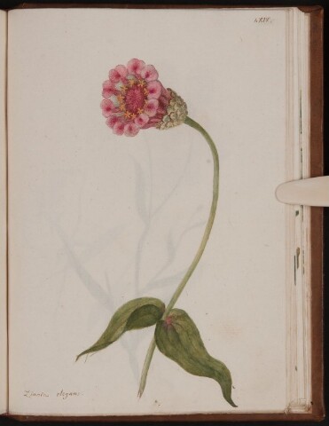 Anteprima dell'oggetto