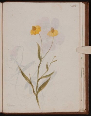 Anteprima dell'oggetto