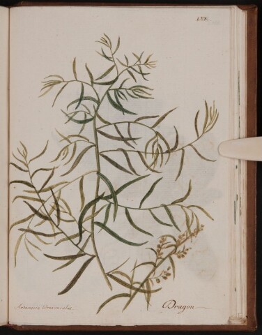 Anteprima dell'oggetto