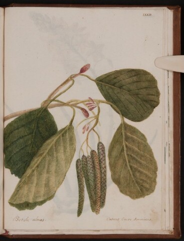 Anteprima dell'oggetto