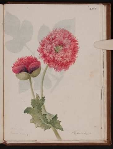 Anteprima dell'oggetto