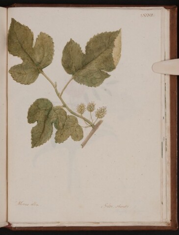 Anteprima dell'oggetto