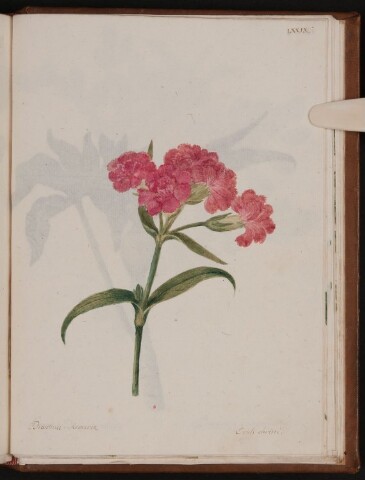 Anteprima dell'oggetto