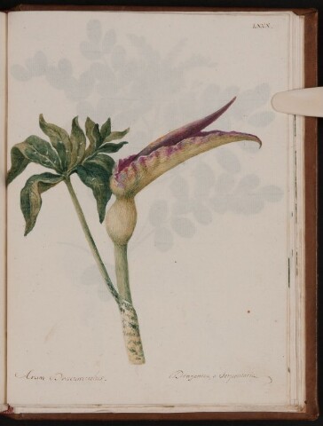 Anteprima dell'oggetto