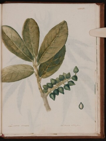 Anteprima dell'oggetto