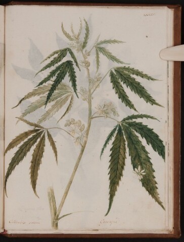 Anteprima dell'oggetto