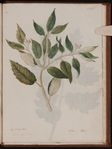 Anteprima dell'oggetto