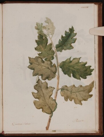 Anteprima dell'oggetto