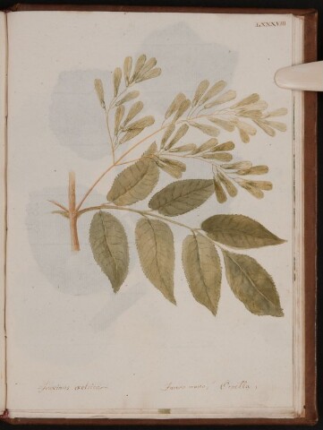 Anteprima dell'oggetto