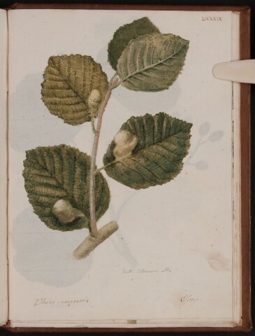 Anteprima dell'oggetto