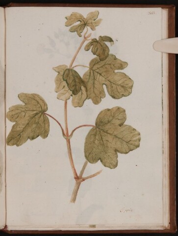 Anteprima dell'oggetto