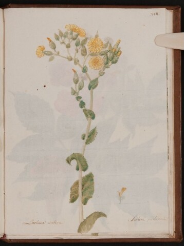 Anteprima dell'oggetto