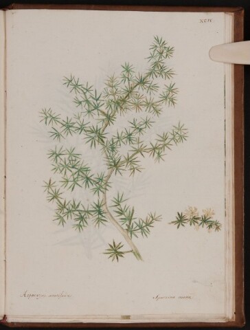 Anteprima dell'oggetto