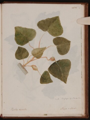 Anteprima dell'oggetto