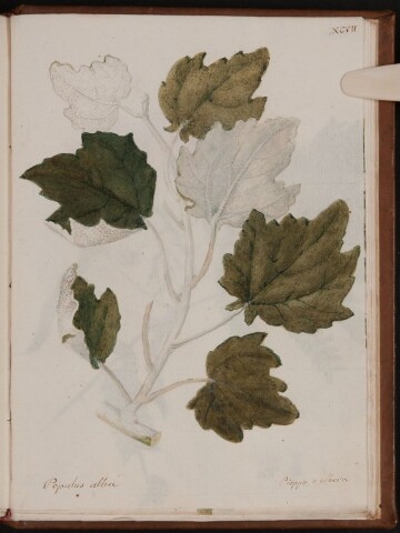 Anteprima dell'oggetto